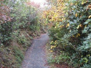 Wooded trail